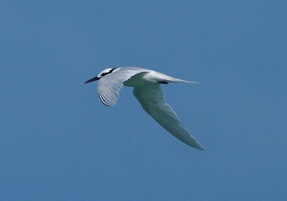image Black-naped Tern